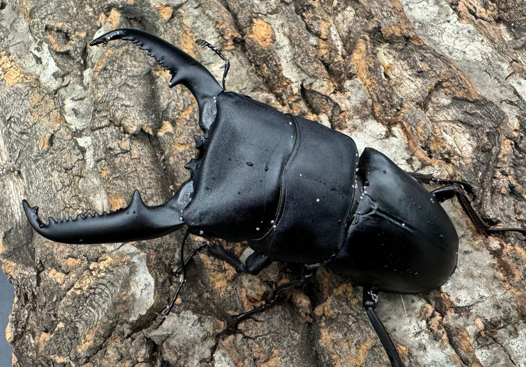 【WD】良型《パラワンオオヒラタクワガタ 96mm ペア》