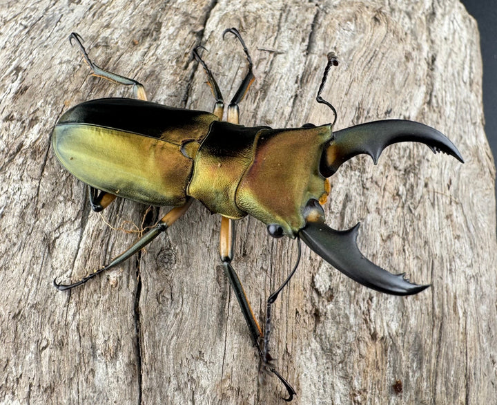 《エラフスホソアカ 48.5mm ペア》