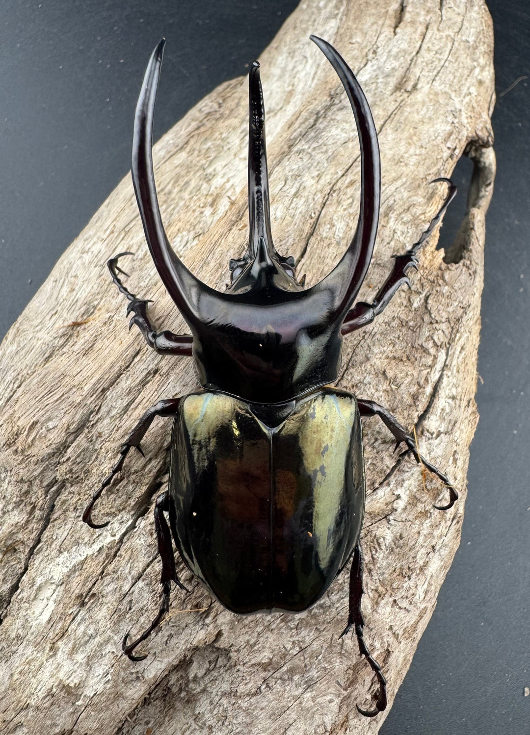 【WD】《アトラスオオカブト スマトラ島産 83mm ペア》