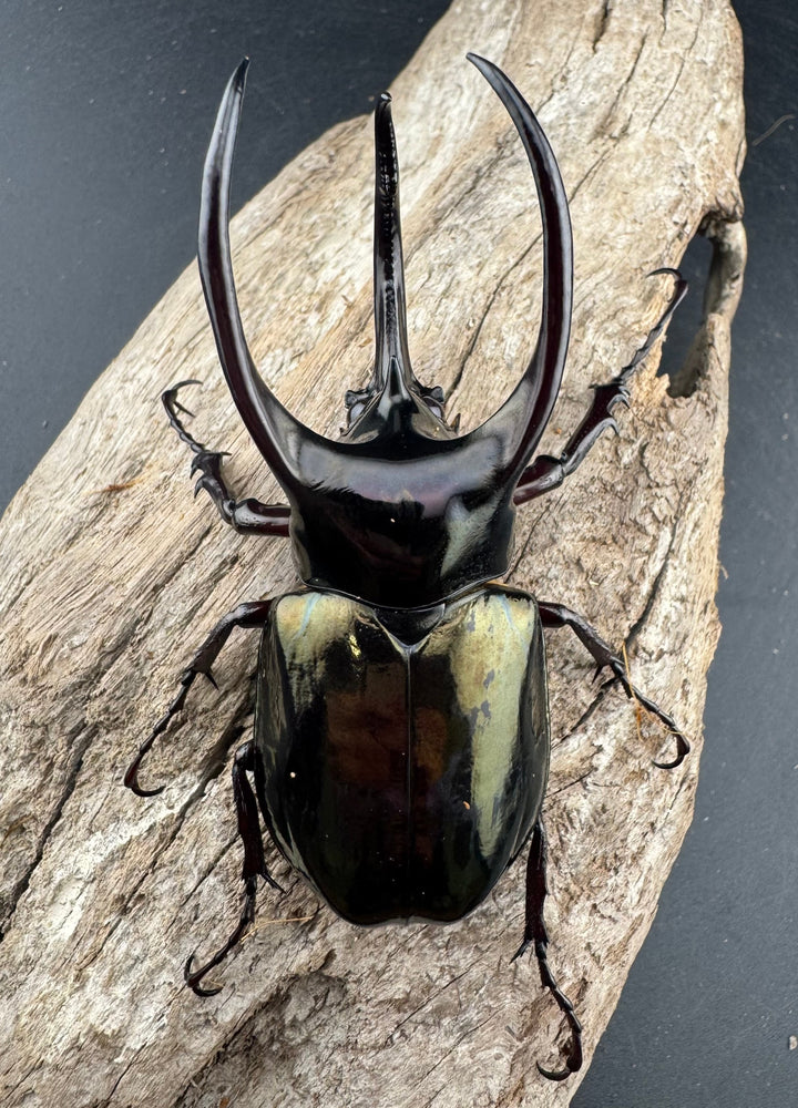 【WD】《アトラスオオカブト スマトラ島産 83mm ペア》