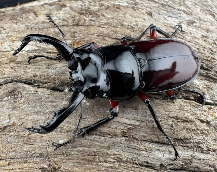 【WD】《オーベルチュールクロツヤシカ 44mm ペア》