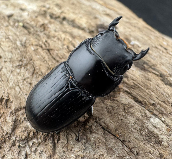 【WD】《ドルクス カツラ 広西壮族産 24mm ペア》