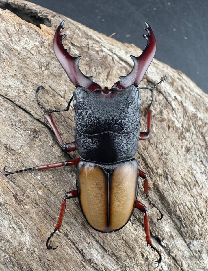 《ウムハンギノコギリクワガタ 58mm ペア》