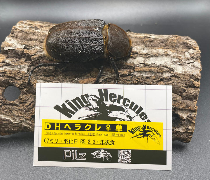 即ブリ《ヘラクレス・ヘラクレス 158mm ペア》