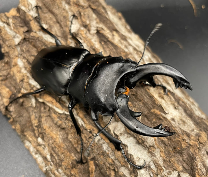 【WD】大型《ミンダナオアルケスツヤクワガタ 89mm ペア》