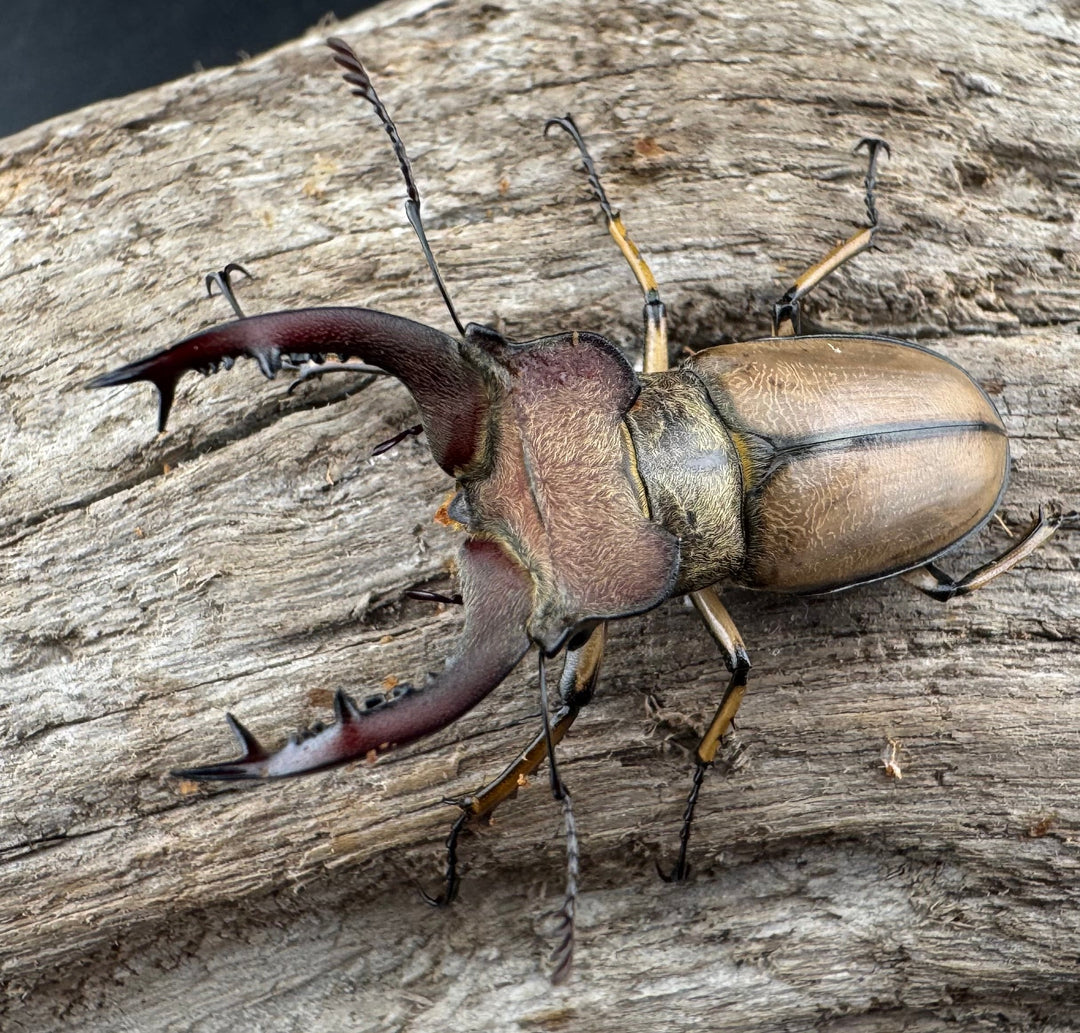 【WD】《デラバイミヤマクワガタ 41mm ペア》