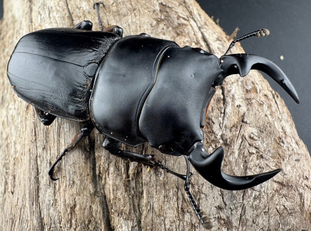 【WD】《グランディスオオクワ原名亜種 63mm A'品ペア》