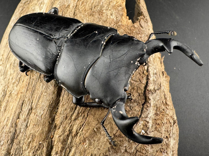 【WD】《グランディスオオクワ原名亜種 70mm ペア》