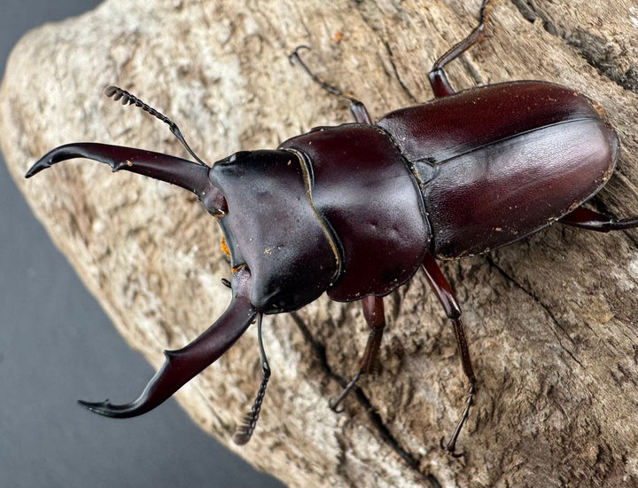 《ミシマコクワガタ 硫黄島産 41mm ♂♀♀トリオ》