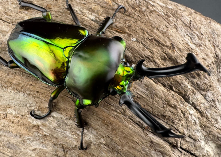 《ニジイロクワガタ 59mm ペア》