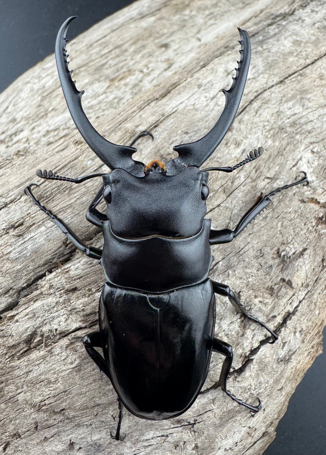 【WD】《コンフキウスノコギリ 安徽省産 66.5mm ♂♀♀トリオ》