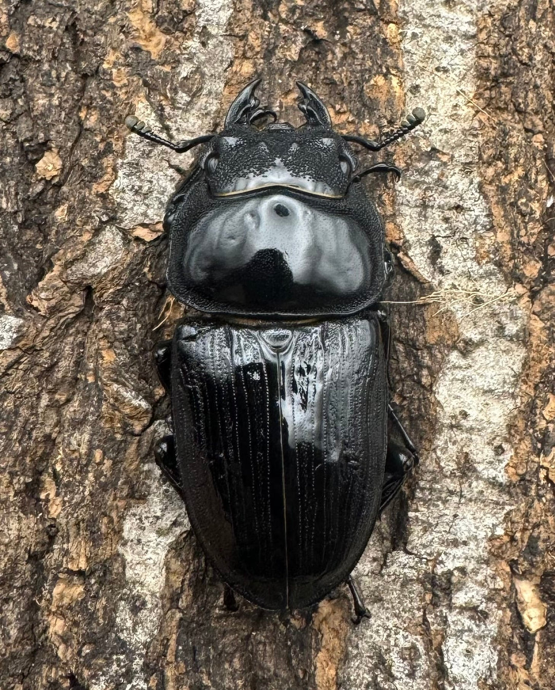 《ホペイオオクワ M74 71mm ペア》