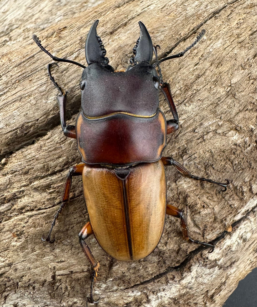 【WD】《ラテラリスノコギリ亜種バヤニー 40mm ペア》