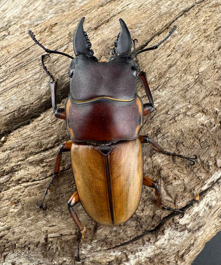 【WD】《ラテラリスノコギリ亜種バヤニー 40mm ペア》