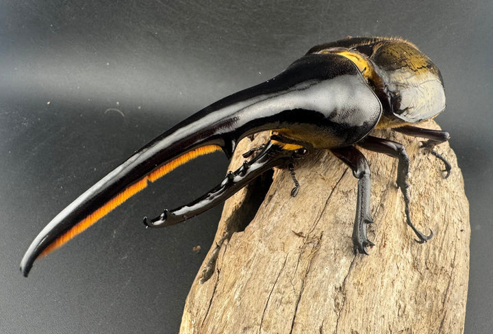 即ブリ《ヘラクレス・ヘラクレス 146mm B品ペア》