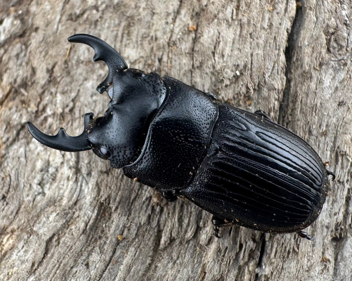 【WD】《フィリピンネブト原名亜種 25mm ペア》