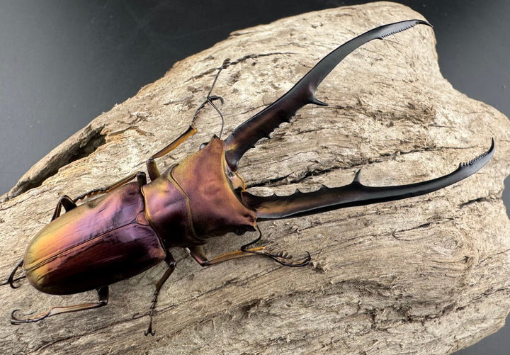 【美麗】《メタリフェルホソアカ 82mm ペア》セルヴォラン氏ブリード個体