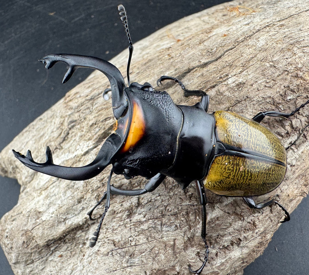 【WD】《スペクタビリスツヤクワガタ 73.5mm ペア》