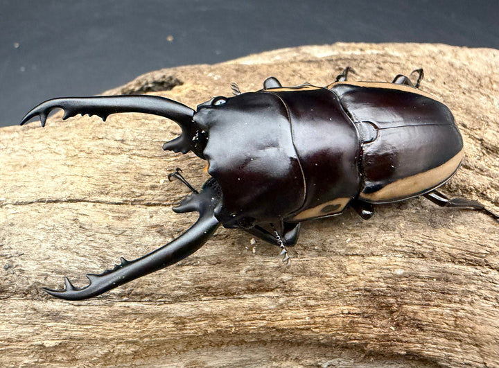 【WF1】《ビソンノコギリ ニューギニア亜種 64mm ペア》