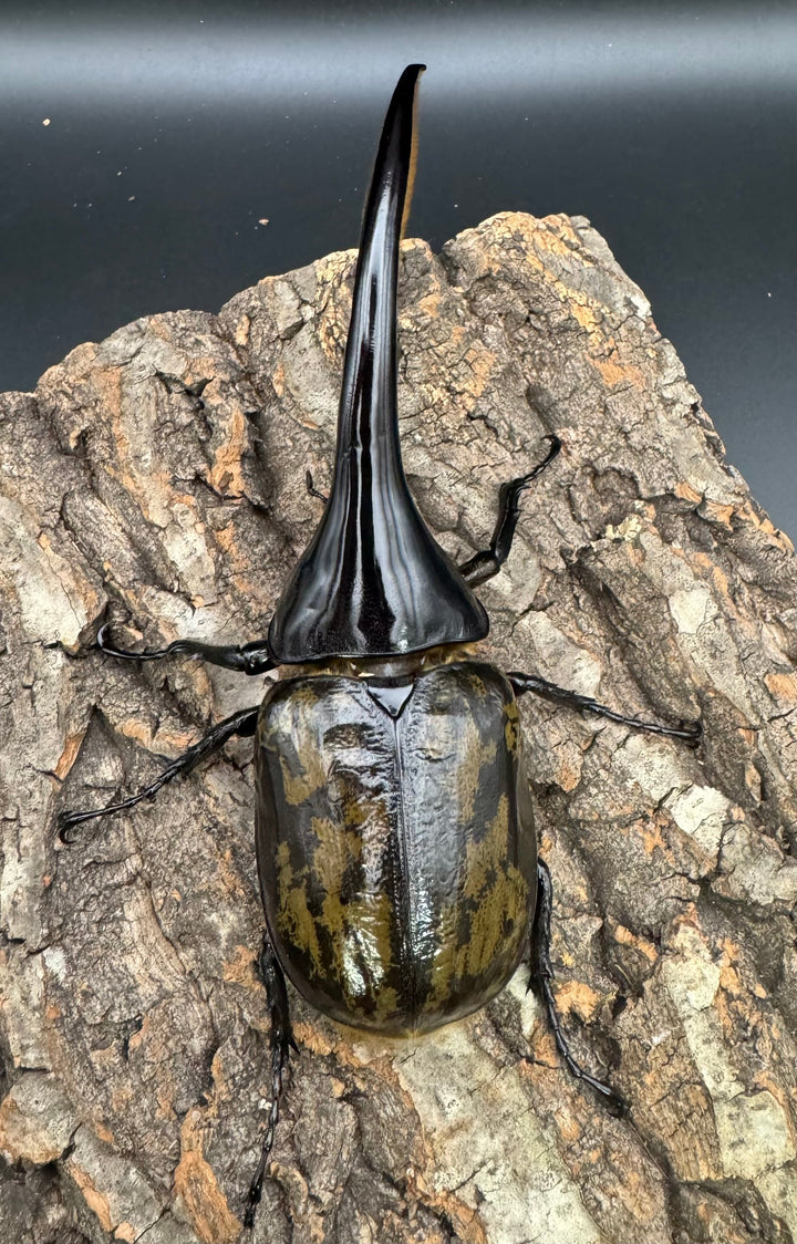 《ヘラクレス・ヘラクレス 150mm ペア》