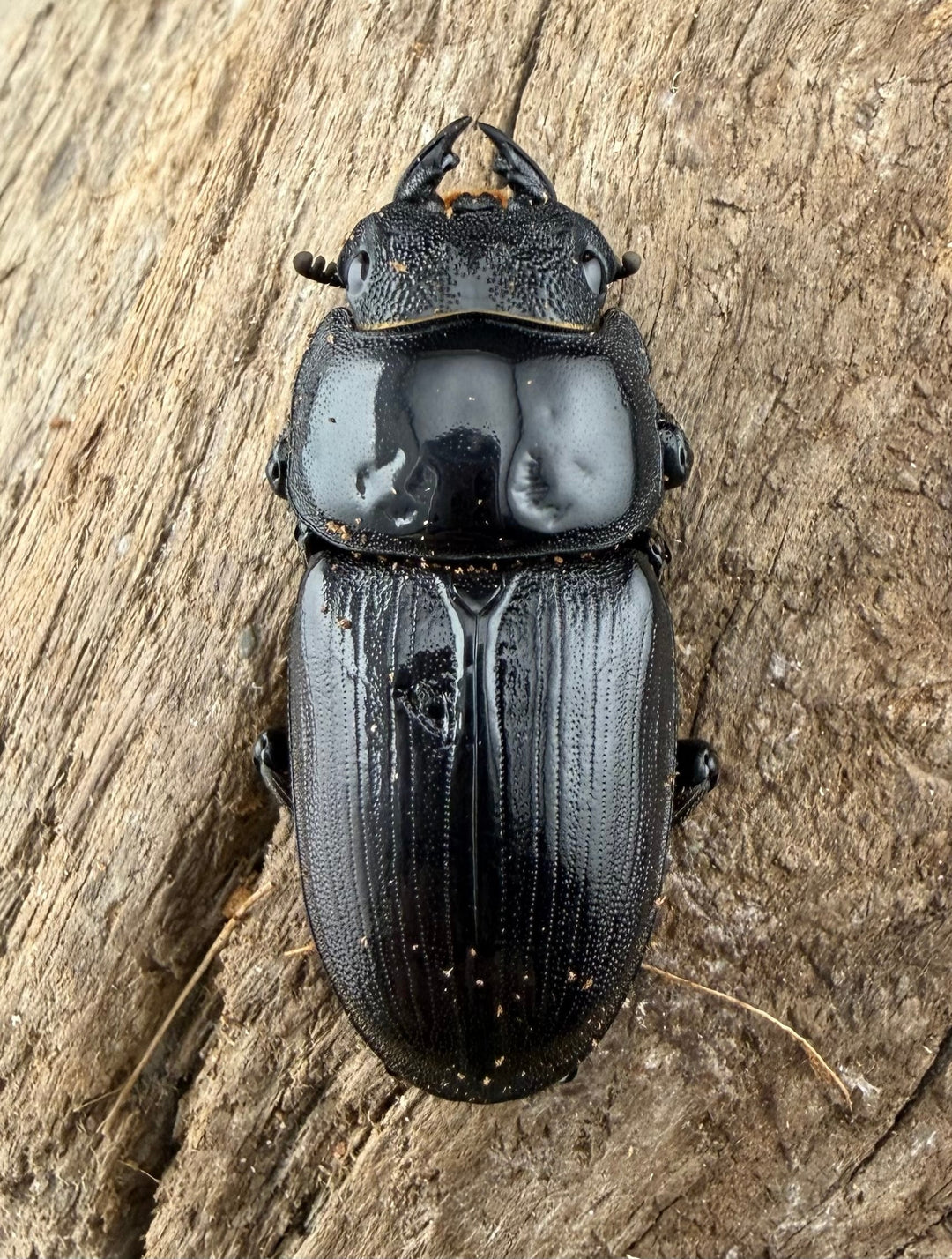 【F0】《国産オオクワガタ 茨木市産 64.5mm ♂♀♀トリオ》