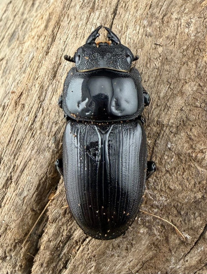 【F0】《国産オオクワガタ 茨木市産 64.5mm ♂♀♀トリオ》
