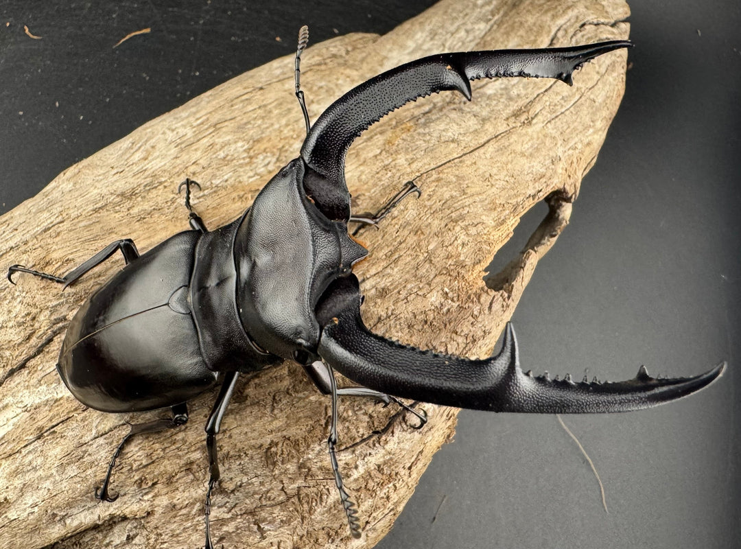 【WD】《マンディブラリスフタマタ 107mm ペア》