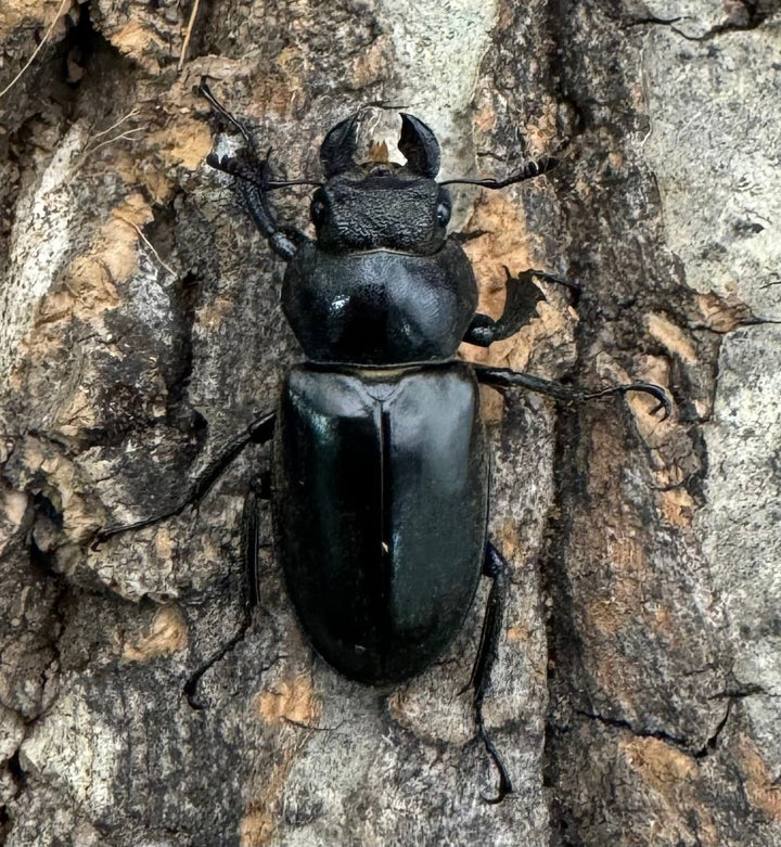 【WD】《リューエイミヤマ（リュウイェーミヤマ） Free ♀単》