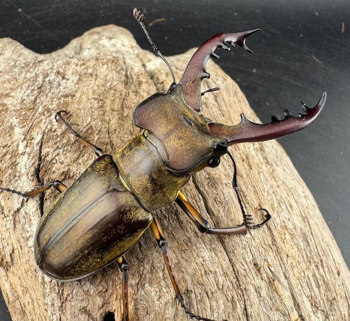 【WD】《ミヤマクワガタ 山梨県産 62mm ペア》