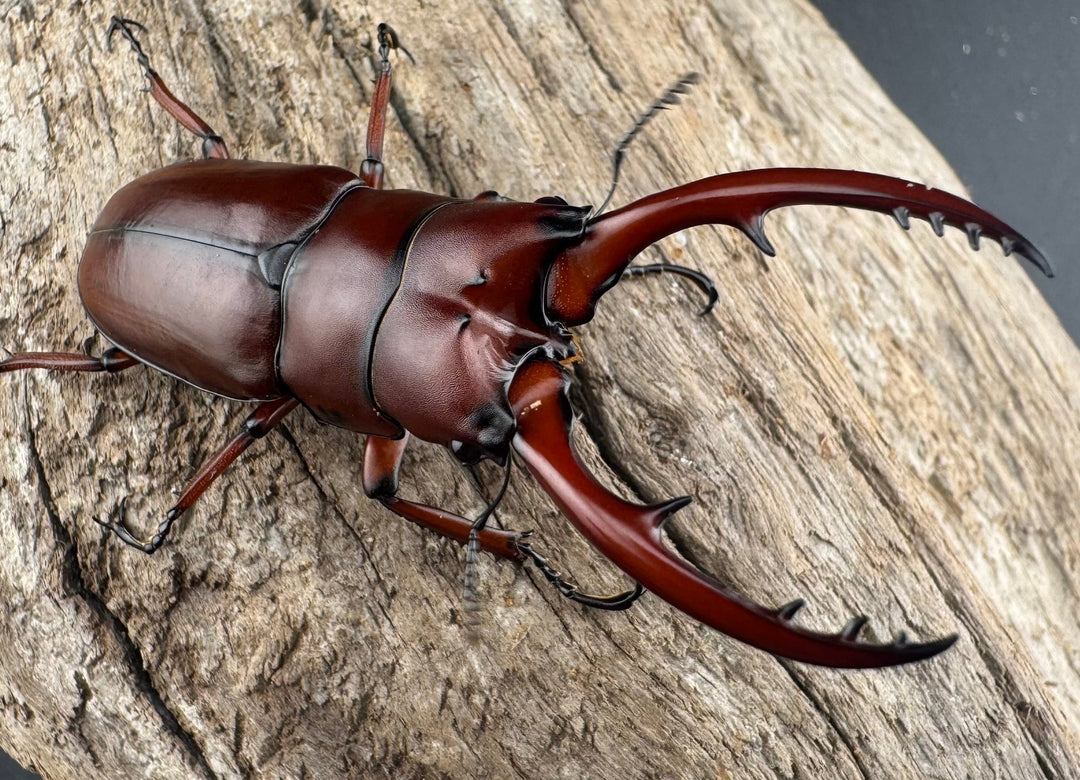 【WD】《アスタコイデス亜種fraternus 58mm ペア》