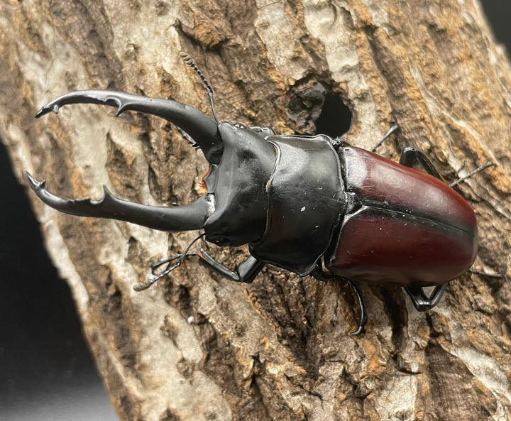 【WD】《雲南産ドンキエルコクワ原名亜種 73mm ペア》