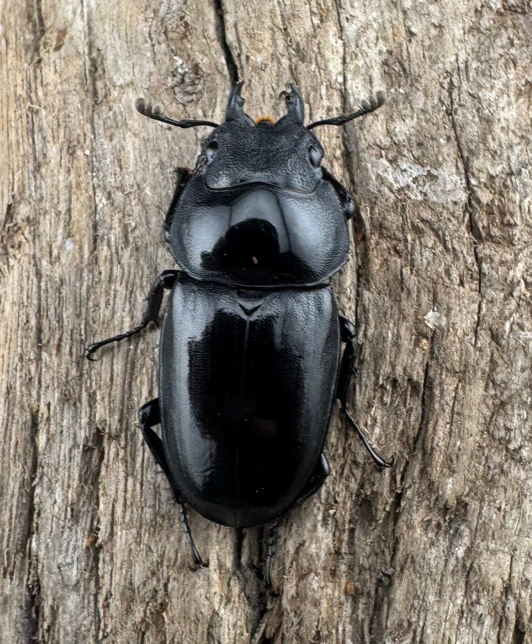 【WD】《フォルフィクラノコギリ原名亜種（マルバネノコギリ） 貴州省産 69mm ♂♀♀トリオ》