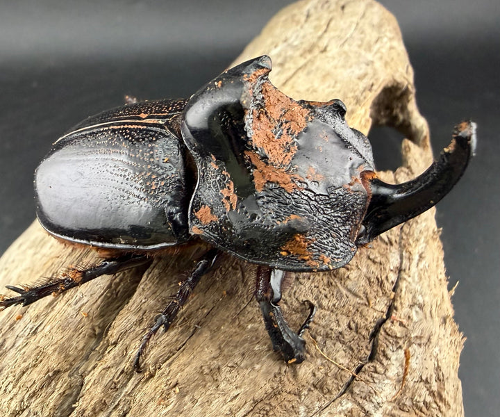 【WD】《マルタバンメンガタカブト 60mm A'品ペア》