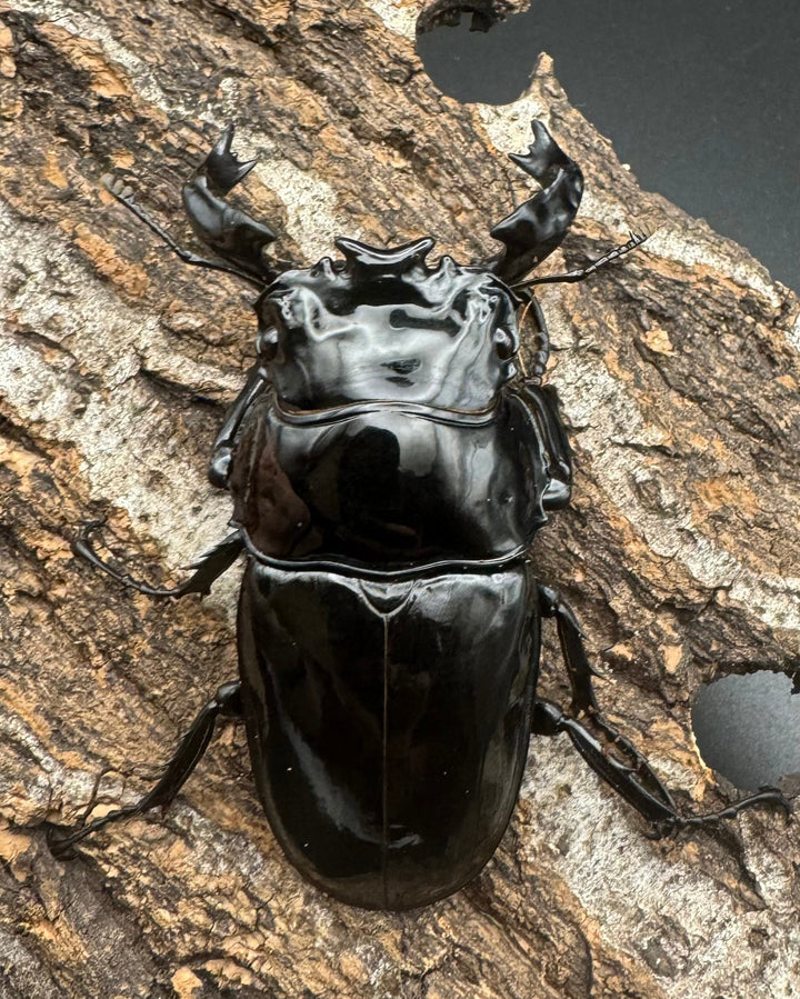 《タランドゥスオオツヤクワガタ 68mm ペア》