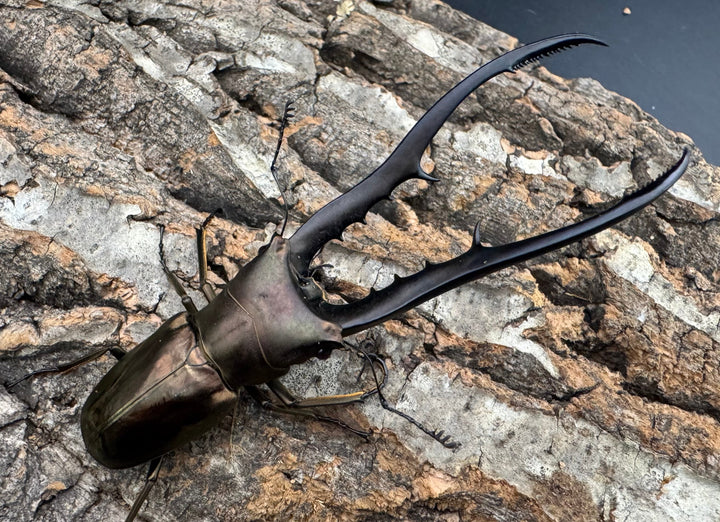 【WD】《メタリフェルホソアカ亜種finae 87mm A’品ペア》