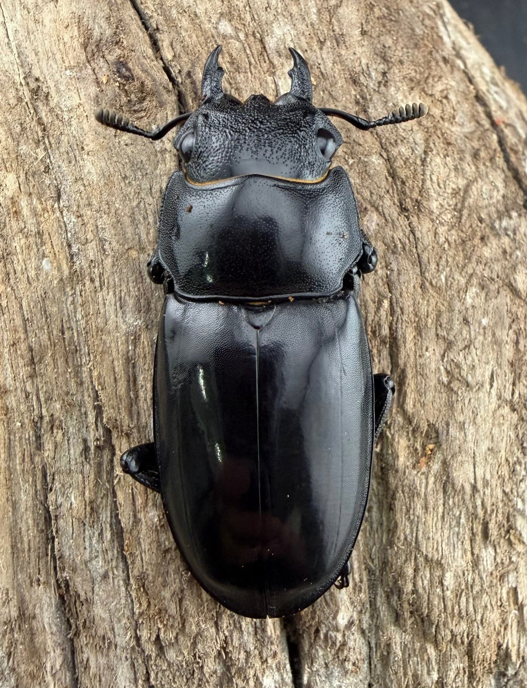 【WD】《リノケロスフタマタ 85.5mm ペア》