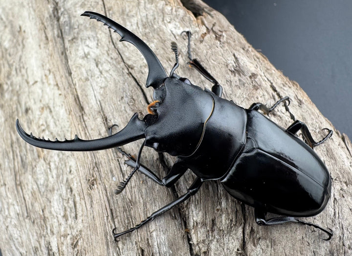 【WD】《コンフキウスノコギリ 安徽省産 66.5mm ♂♀♀トリオ》