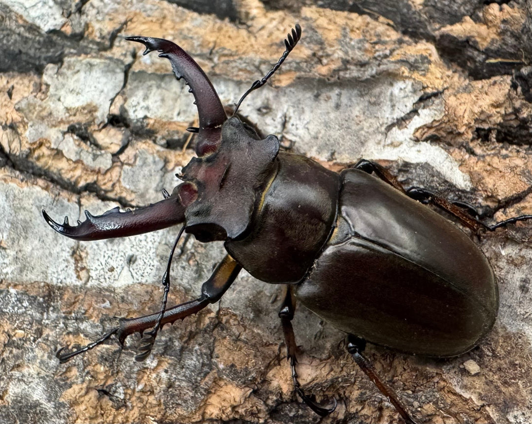 【WF1】《ゲアンミヤマ 44mm ペア》