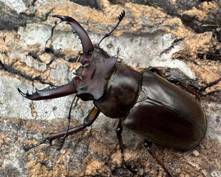 【WF1】《ゲアンミヤマ 44mm ペア》