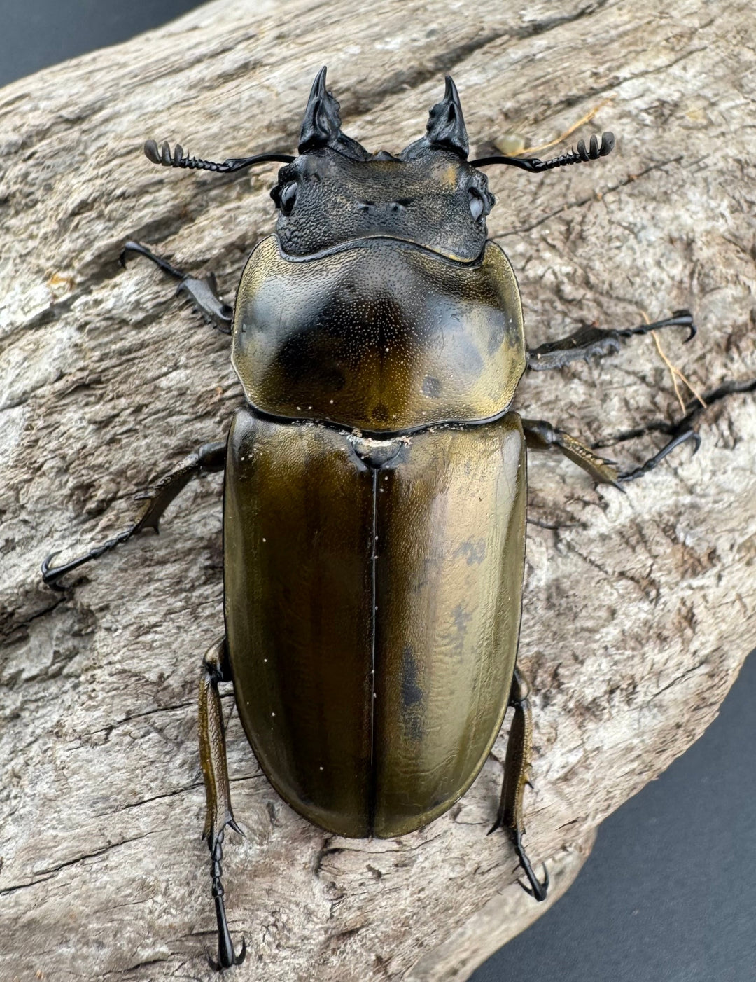 【F0】《ローゼンベルグオウゴンオニクワガタ 71mm ペア》