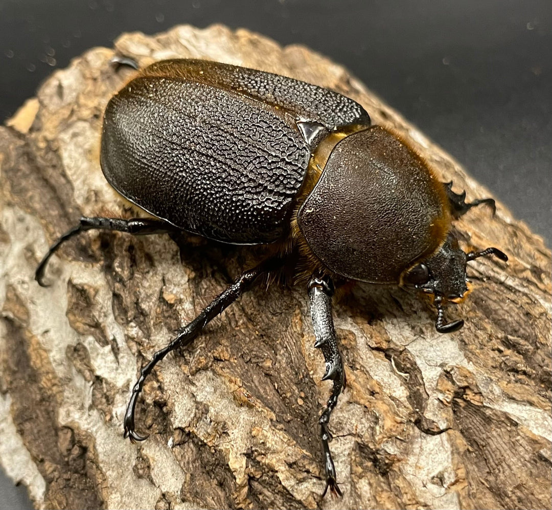 《ヘラクレス・ヘラクレス 147mm ペア》