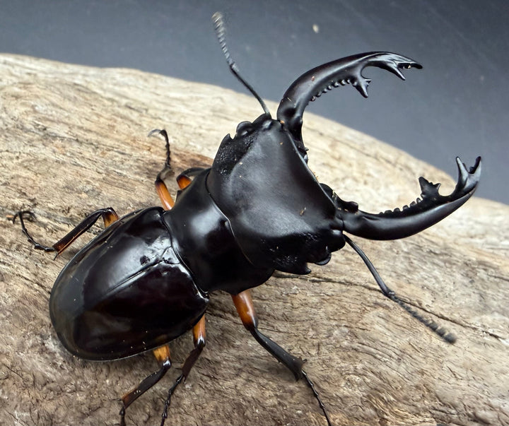 【WD】《インペリアリスツヤ亜種komorii トゥルスマリア産 61mm ペア》