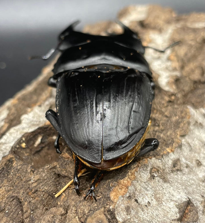 《ホペイオオクワガタ OMG血統 73mm ペア B品》