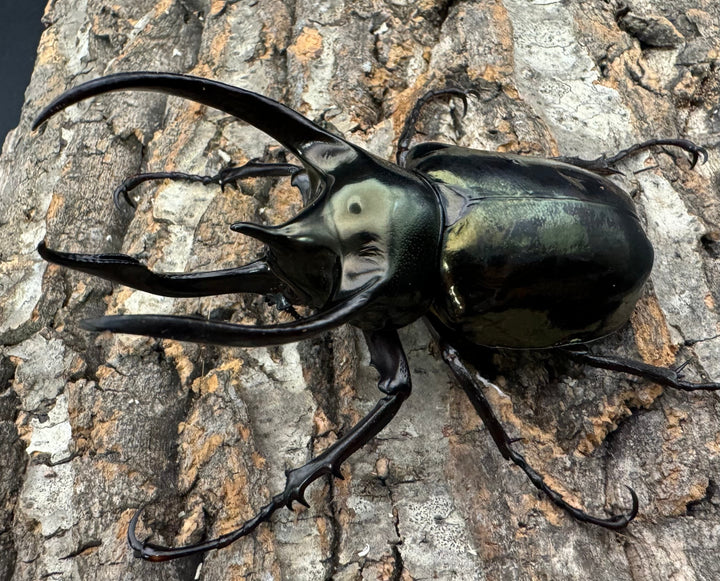 【WD】《ミンダナオアトラスオオカブト 90mm ペア》