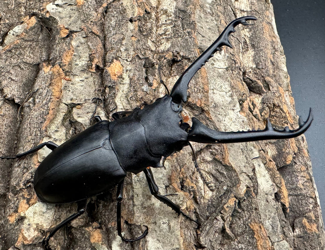 【WD】《ギラファノコギリ亜種ケイスケ 89mm ペア》