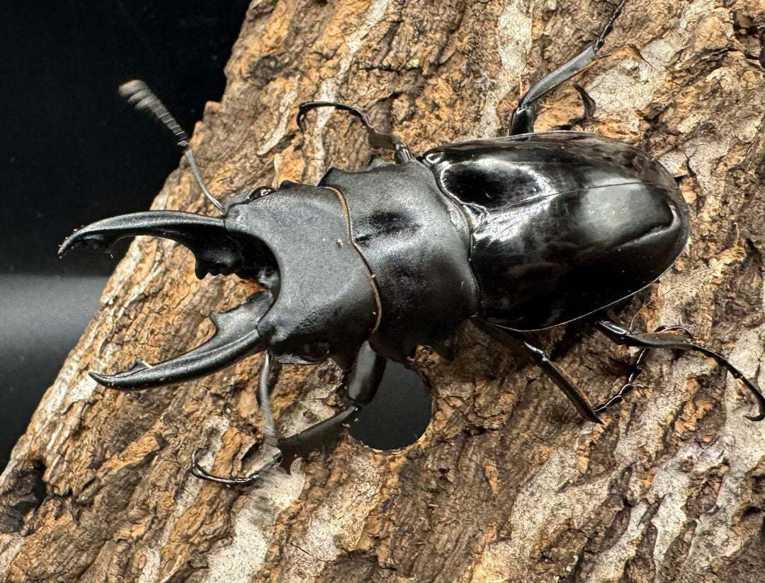 【WD】《ベリコサツヤクワガタ 73.5mm ペア》