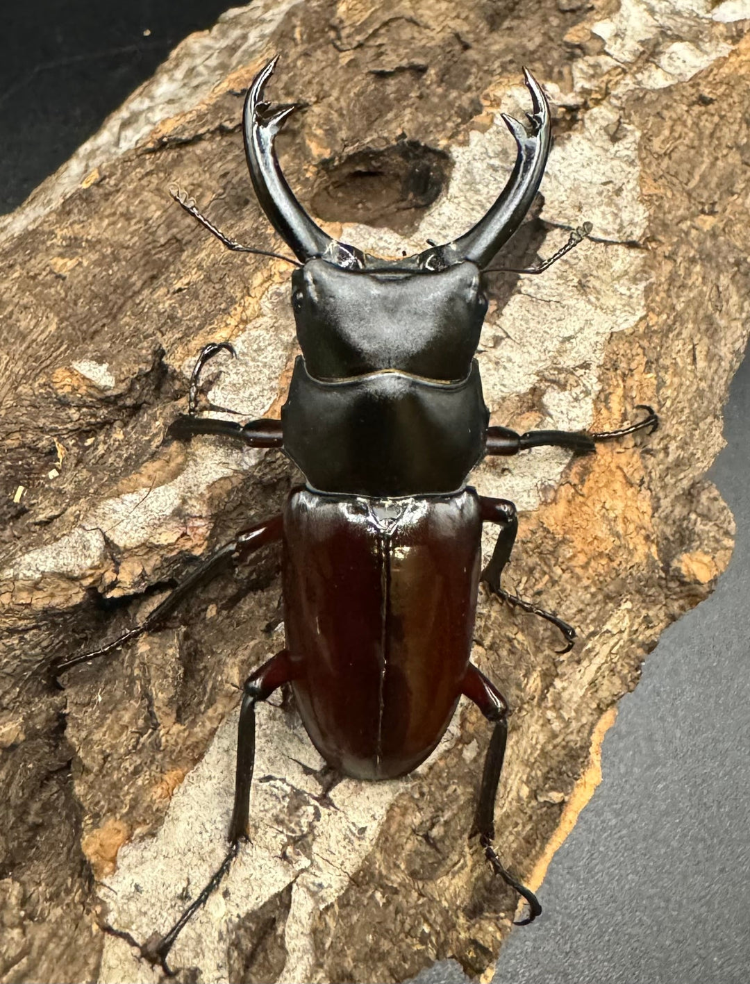 《ハイチュヌスコクワ 貴州省産 49mm ペア》