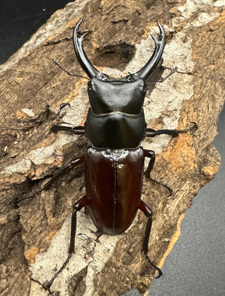 《ハイチュヌスコクワ 貴州省産 49mm ペア》