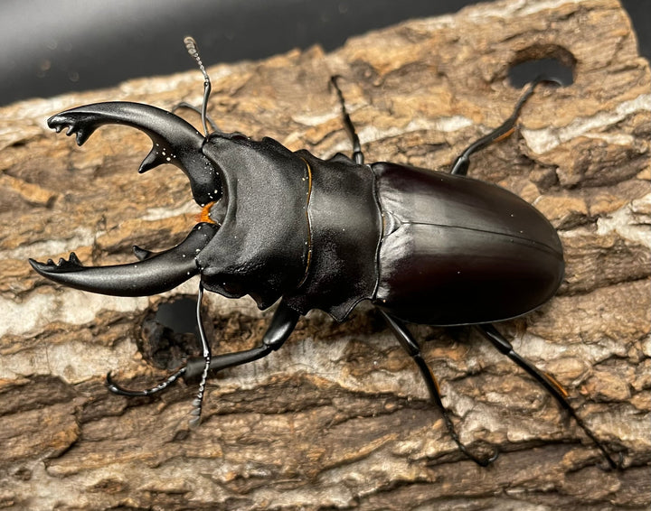 【WD】《アルケスツヤクワガタ 81mm A’品ペア》