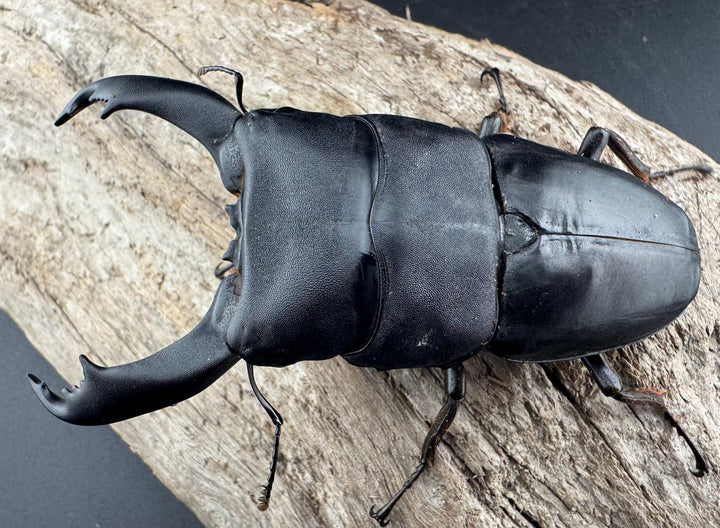 【WF1】《北カマリネスヒラタクワガタ 91mm ペア》